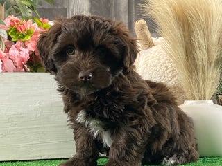 Havanese dogs Howie - Ad 3