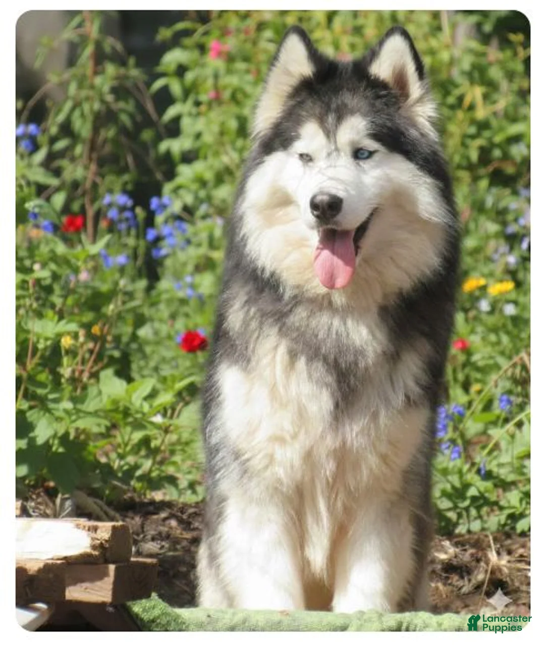 Siberian Husky dogs for sale: Siberian Husky 1 - Ad 1