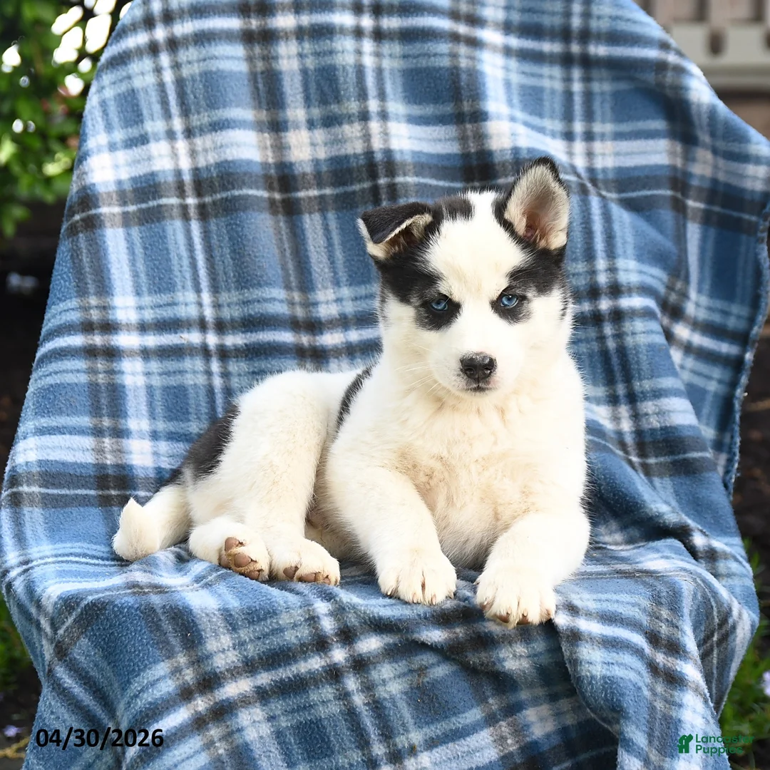 Pomsky dogs for sale: Talon - Ad 3