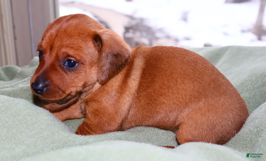 Miniature Dachshund dogs for sale: Copper - Ad 1