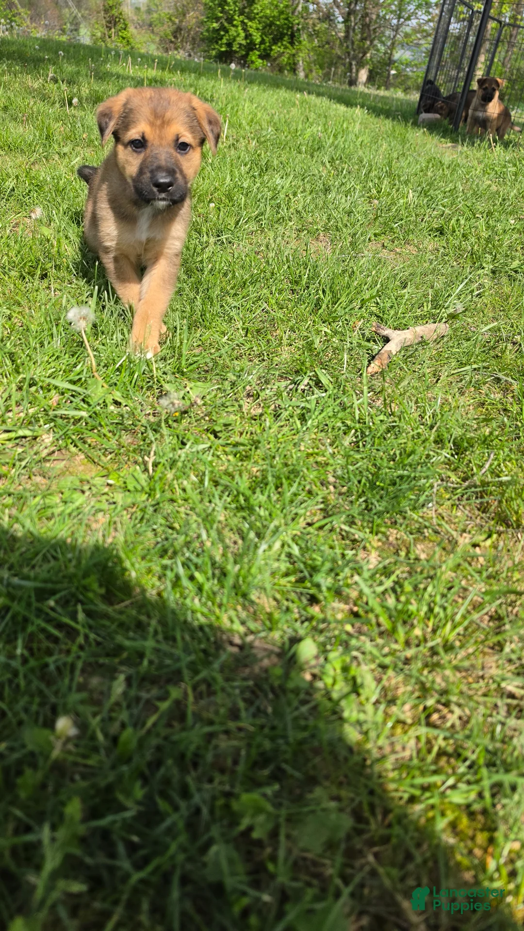 German Shepherd dogs for sale: German Shepherd Puppy 1 - Ad 2