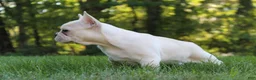 French Bulldog dogs for sale: Birch - Ad 3