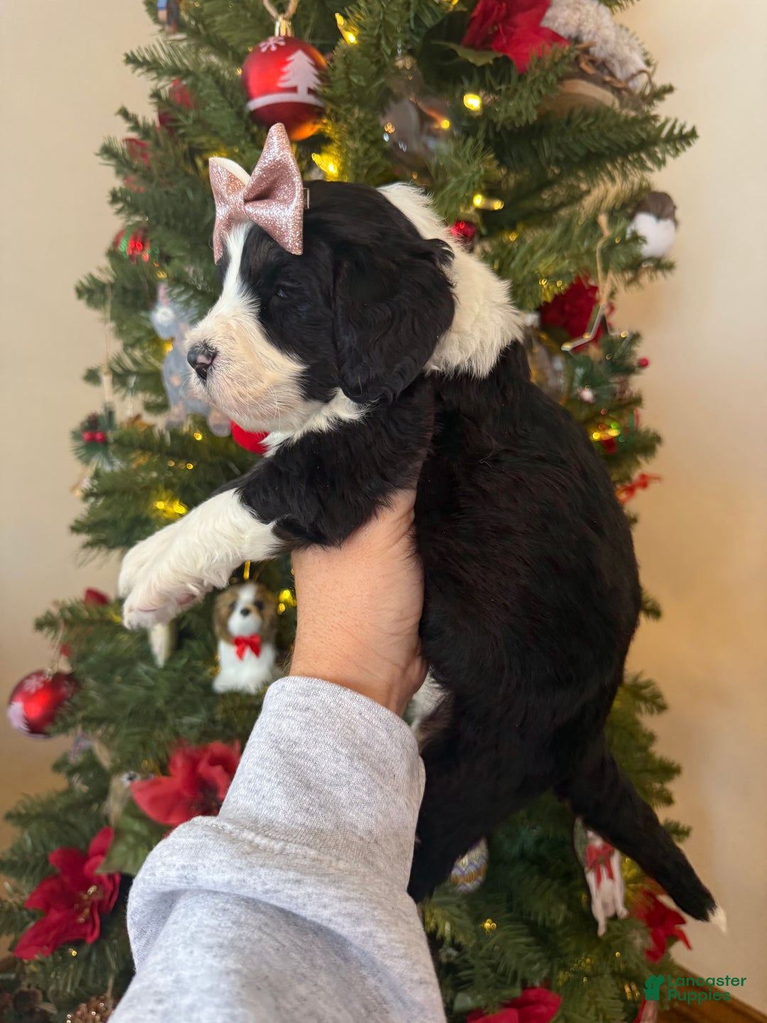 Mixed Breed dogs for sale: Frida - Ad 7