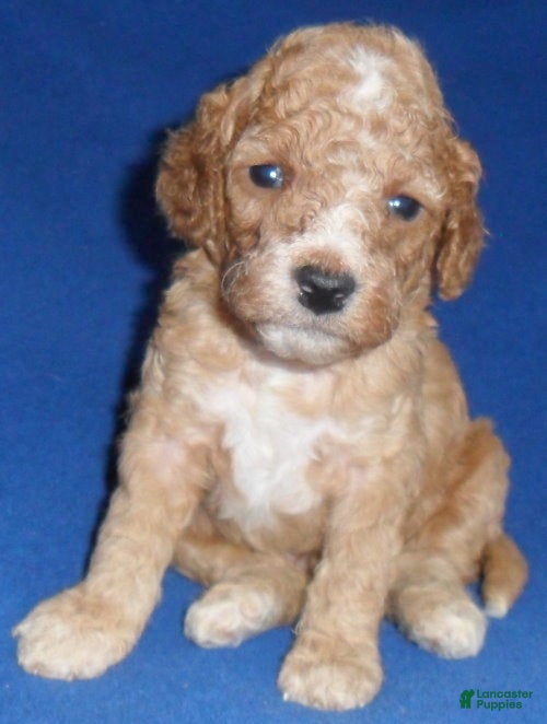 Cockapoo dogs Teddy - Ad 1