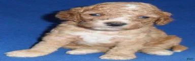 Teddy