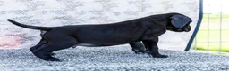 Great Dane dogs for sale: Asher - Ad 4