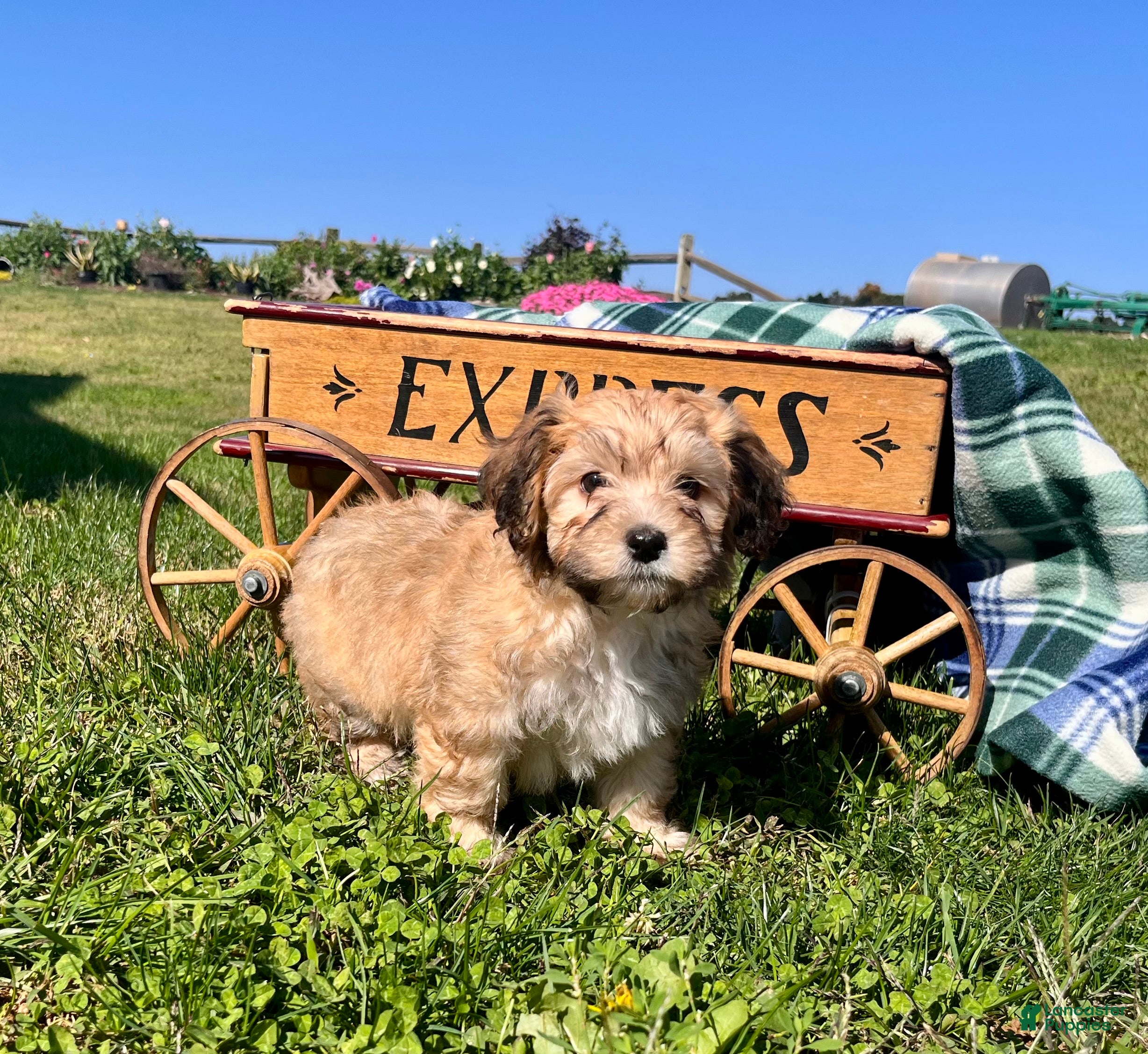 Havanese dogs for sale: Diamond❤️AKC Call today - Ad 1