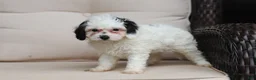 Cavapoo dogs for sale: Jordan - Ad 5