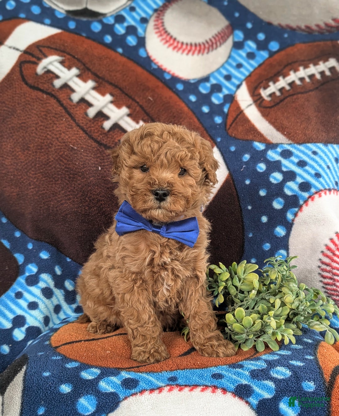 Bichpoo dogs for sale: Chauncey - Ad 2