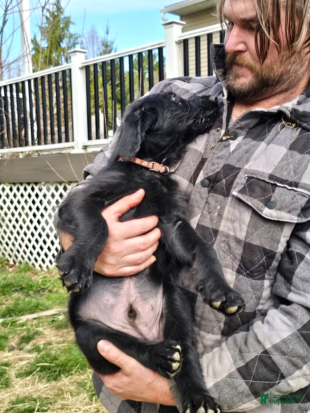 Mixed Breed dogs for sale: Bowser - Ad 2