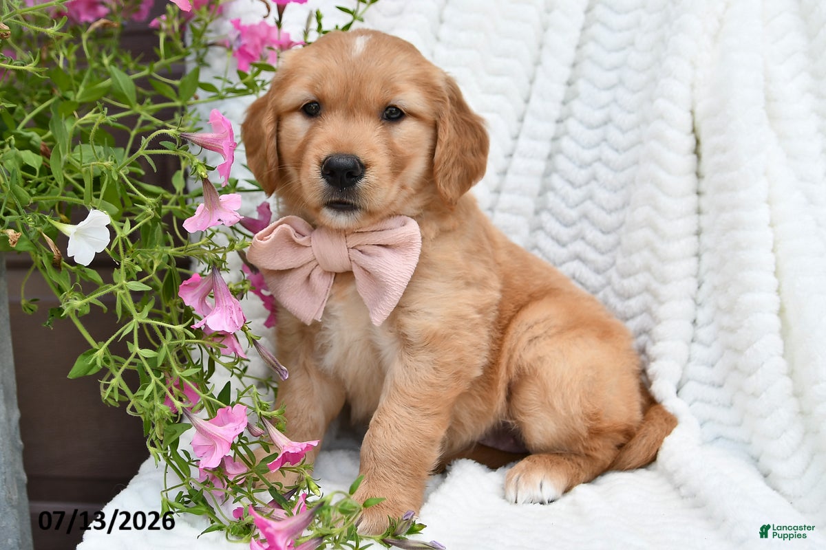 Golden Retriever dogs Cuddles - Ad 2