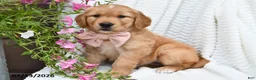 Golden Retriever dogs for sale: Cuddles - Ad 2