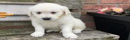 Golden Retriever dogs for sale: Sue - Ad 2