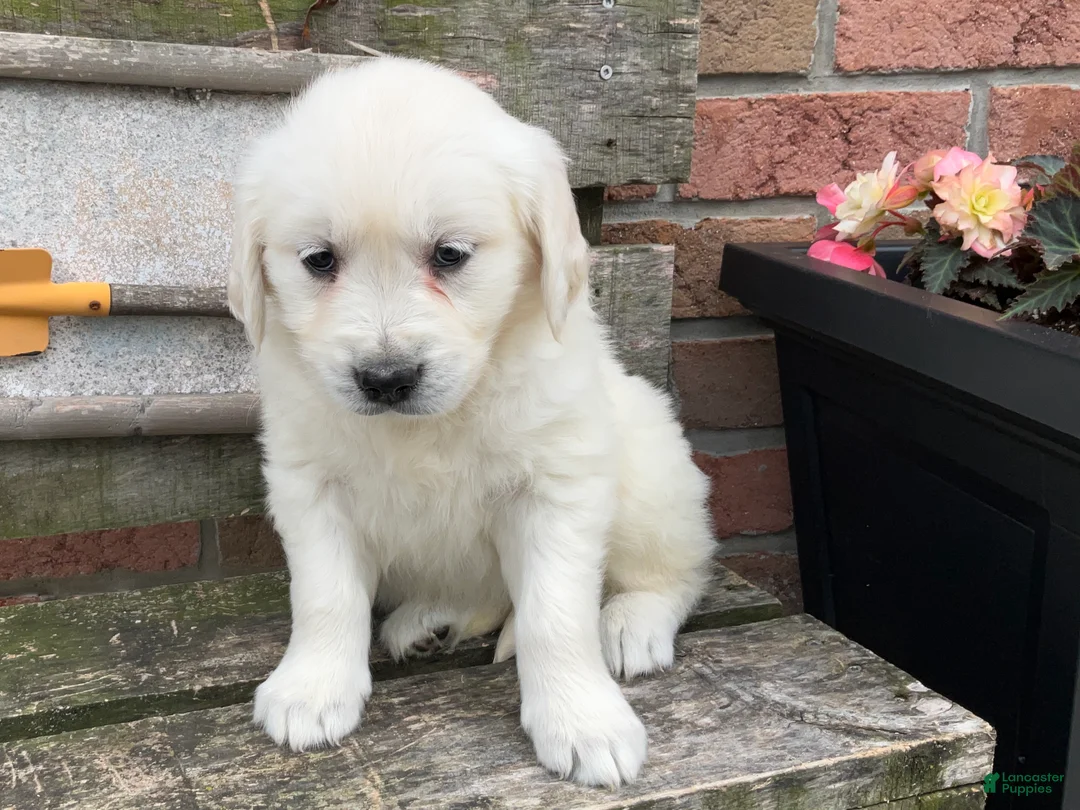 Golden Retriever dogs for sale: Sue - Ad 2