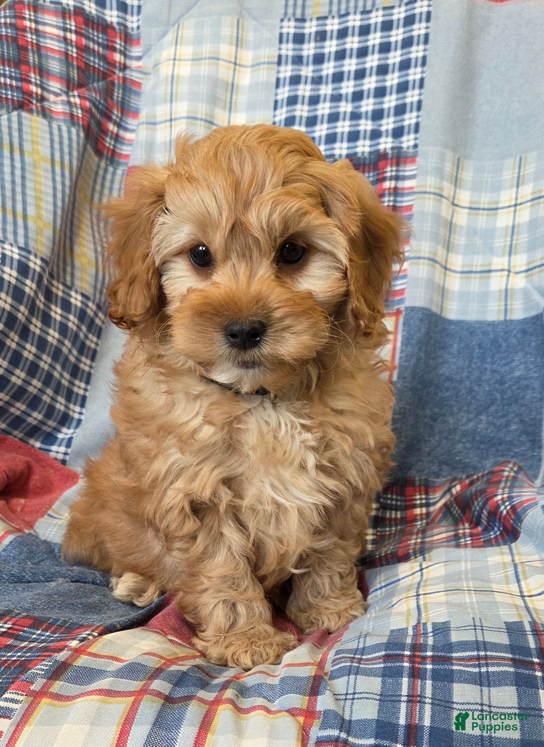 Cavapoo dogs Biscotti - Ad 2