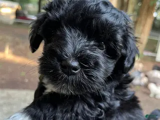 Miniature Schnauzer dogs for sale: Billy (green collar) - Ad 1