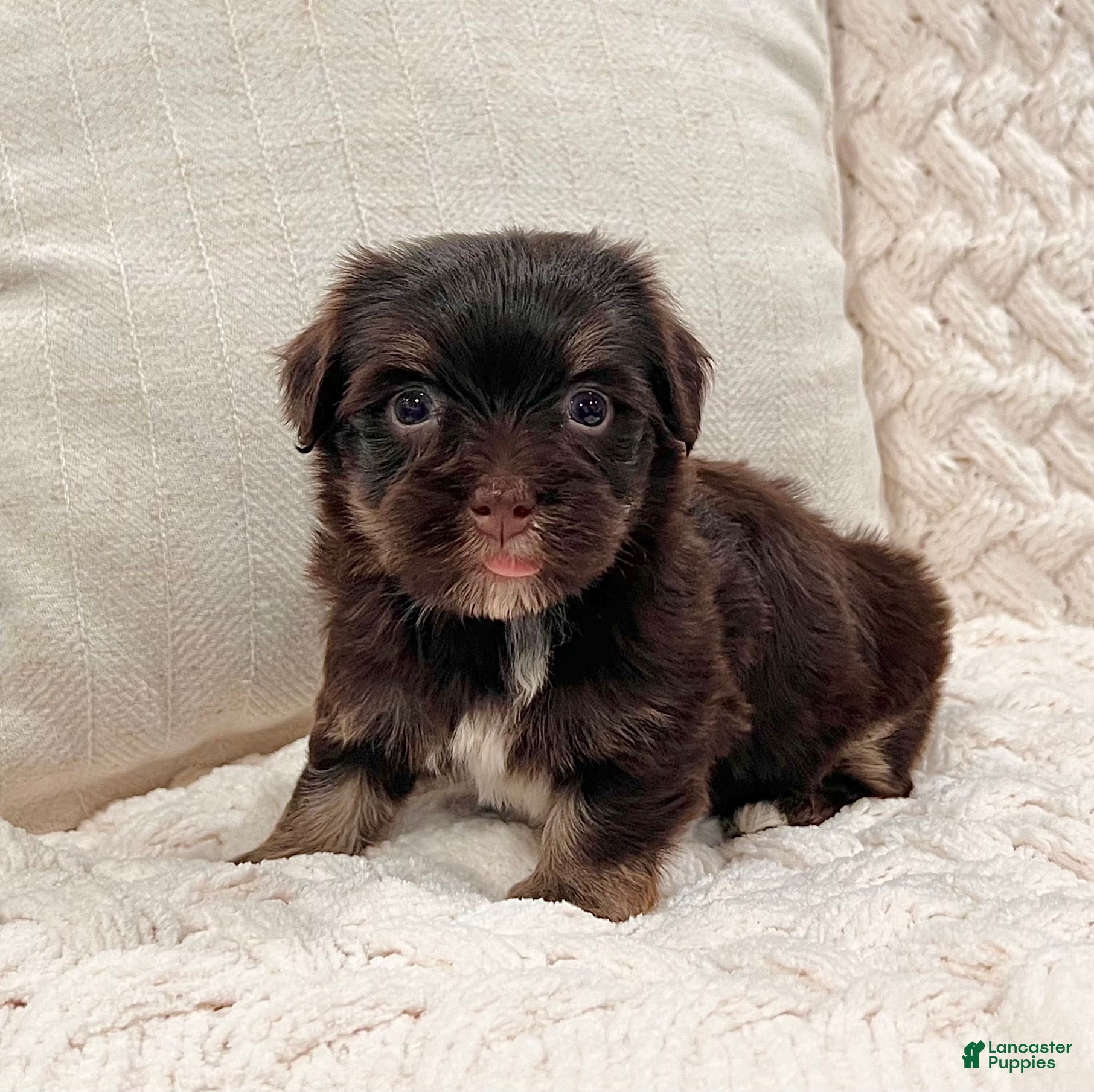 Havanese dogs Charlotte - Ad 2