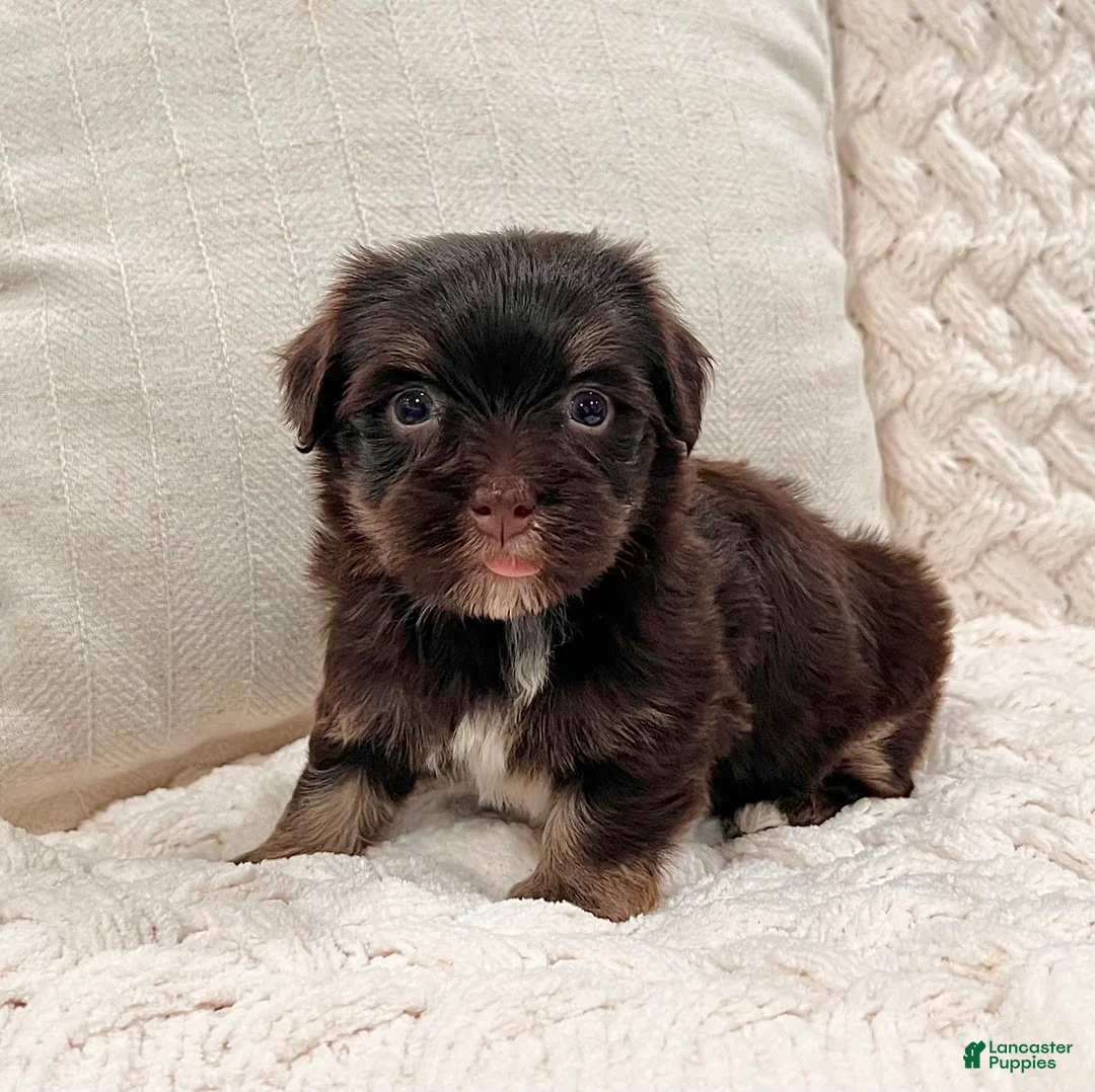 Havanese dogs for sale: Charlotte - Ad 2