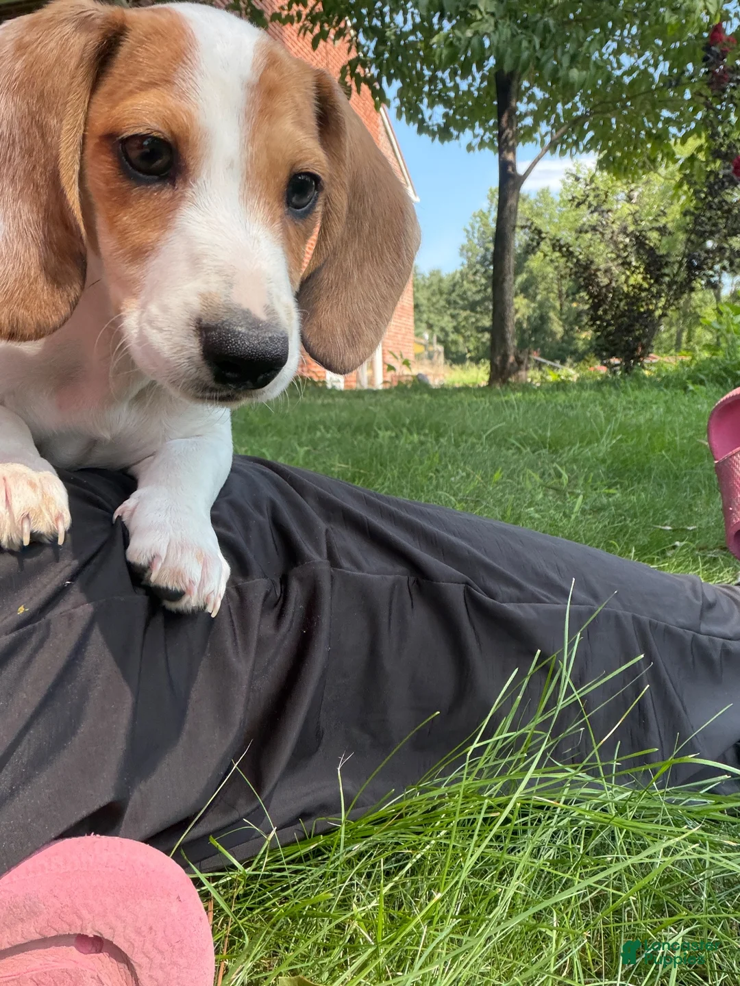Miniature Dachshund dogs for sale: Sport - Ad 2