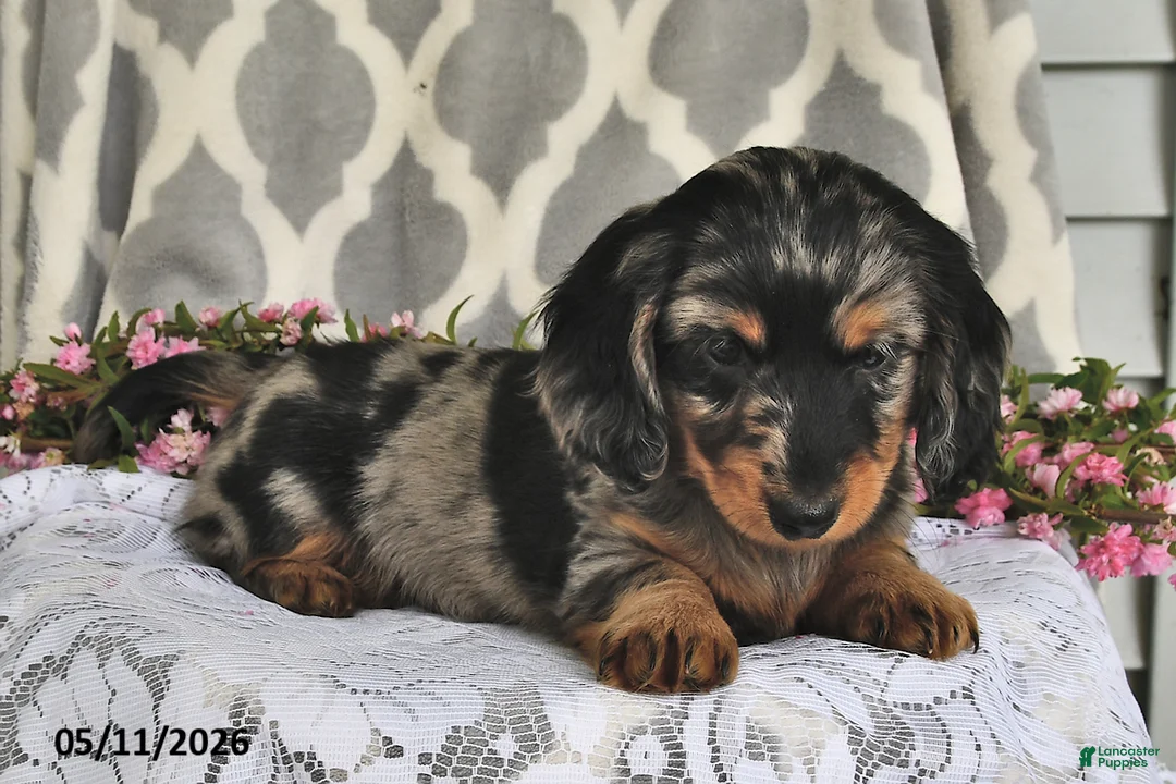 Miniature Dachshund dogs for sale: Rover - Ad 1