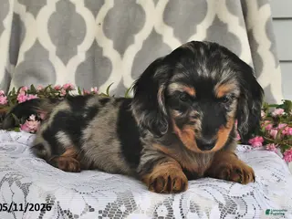 Miniature Dachshund dogs for sale: Rover - Ad 1