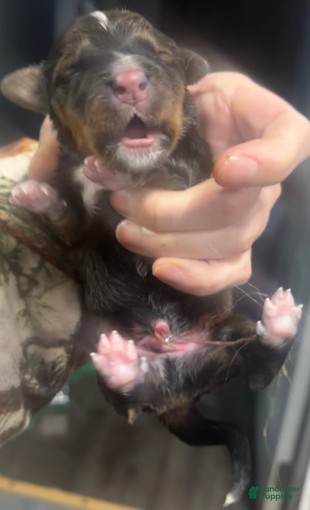 Mixed Breed dogs for sale: Tibetan Mastiff/Bernese Mountain Dog Male 1 - Ad 10