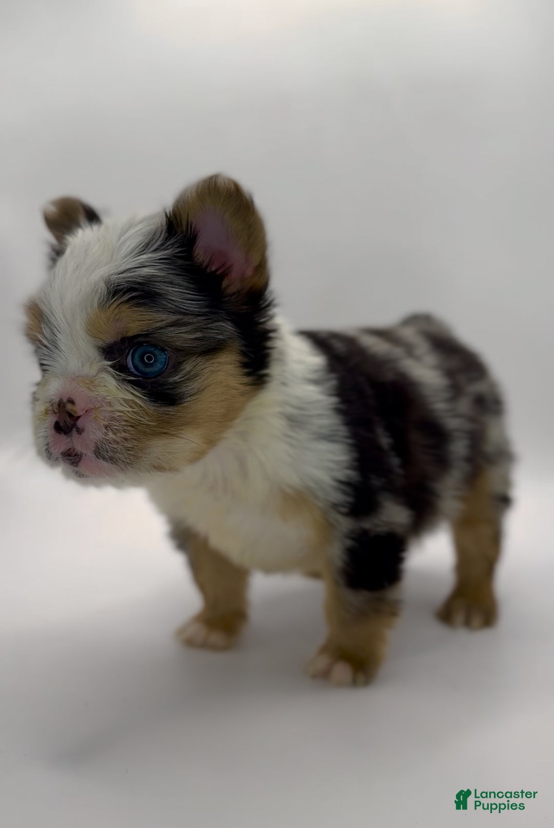 French Bulldog dogs for sale: French Bulldog Puppy 1 - Ad 5