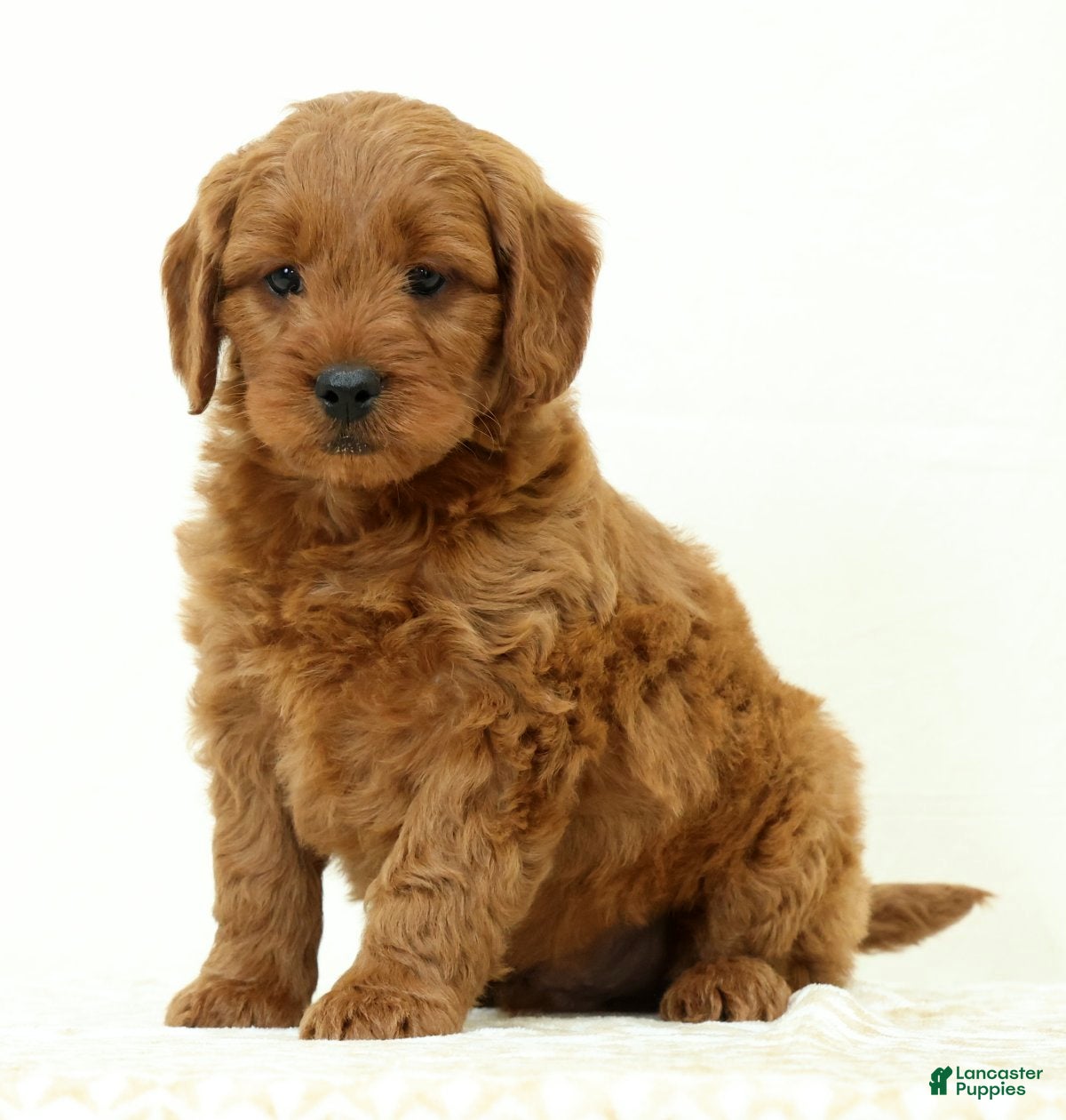 Mini Goldendoodle dogs Lincoln - Ad 2