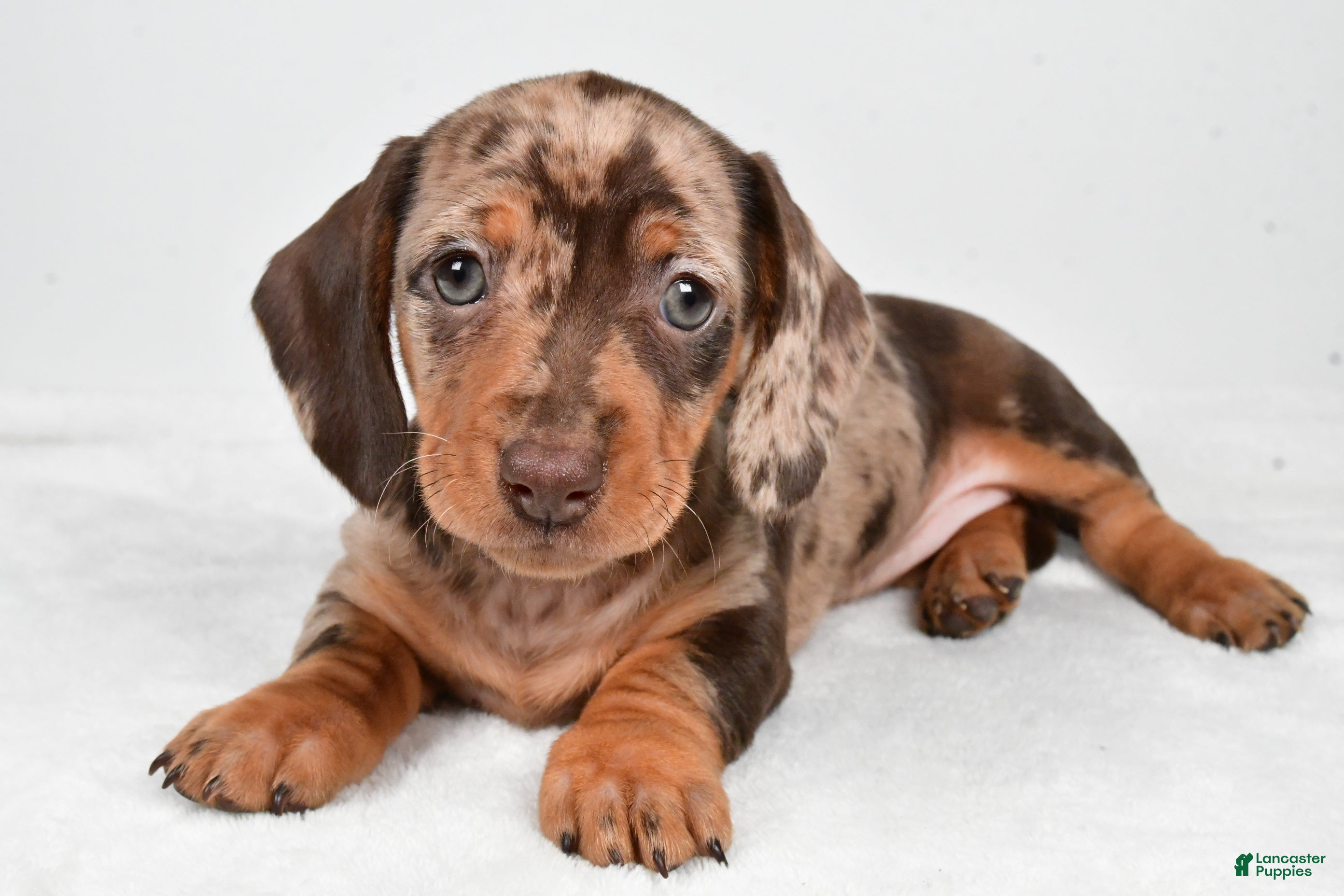 Miniature Dachshund dogs Flash - Ad 27