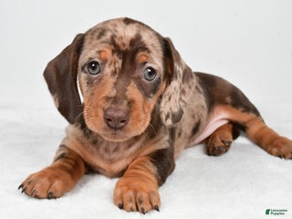 Miniature Dachshund dogs Flash - Ad 27