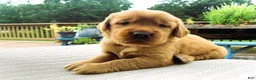 Golden Retriever dogs for sale: Gypsy - Ad 1