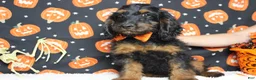 Cockapoo dogs for sale: Toffee  - Ad 12