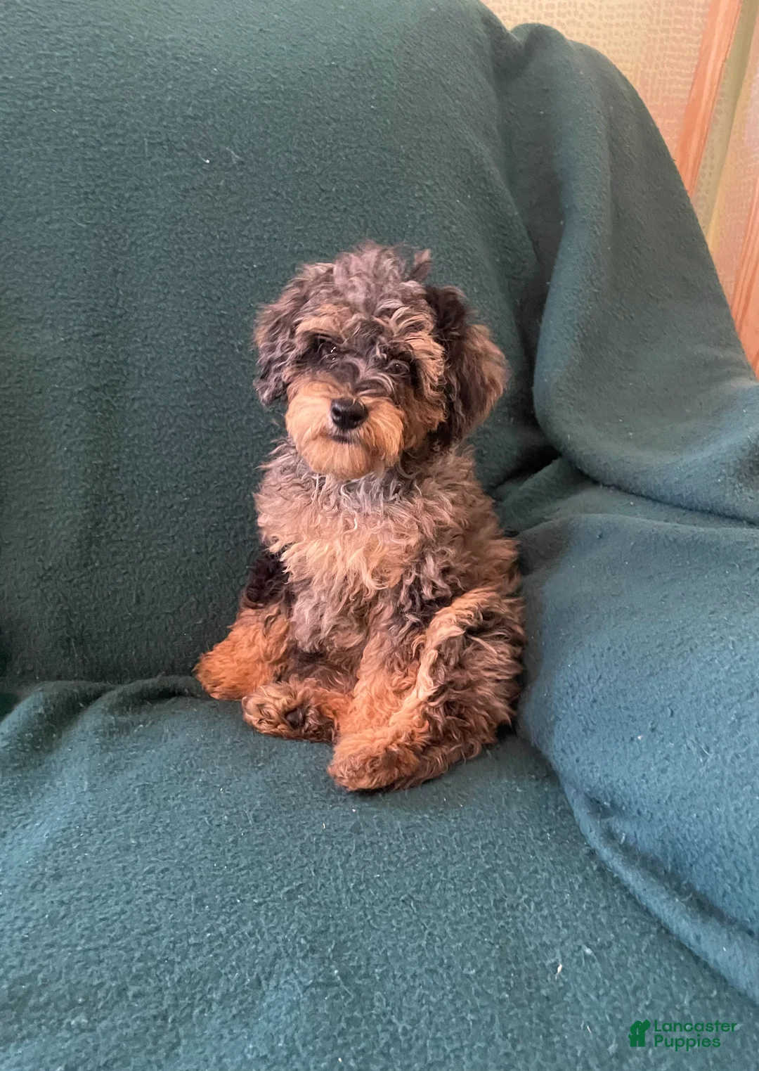 Cockapoo dogs for sale: Cockapoo 3 - Ad 1
