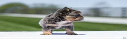 French Bulldog dogs for sale: Jason - Ad 12