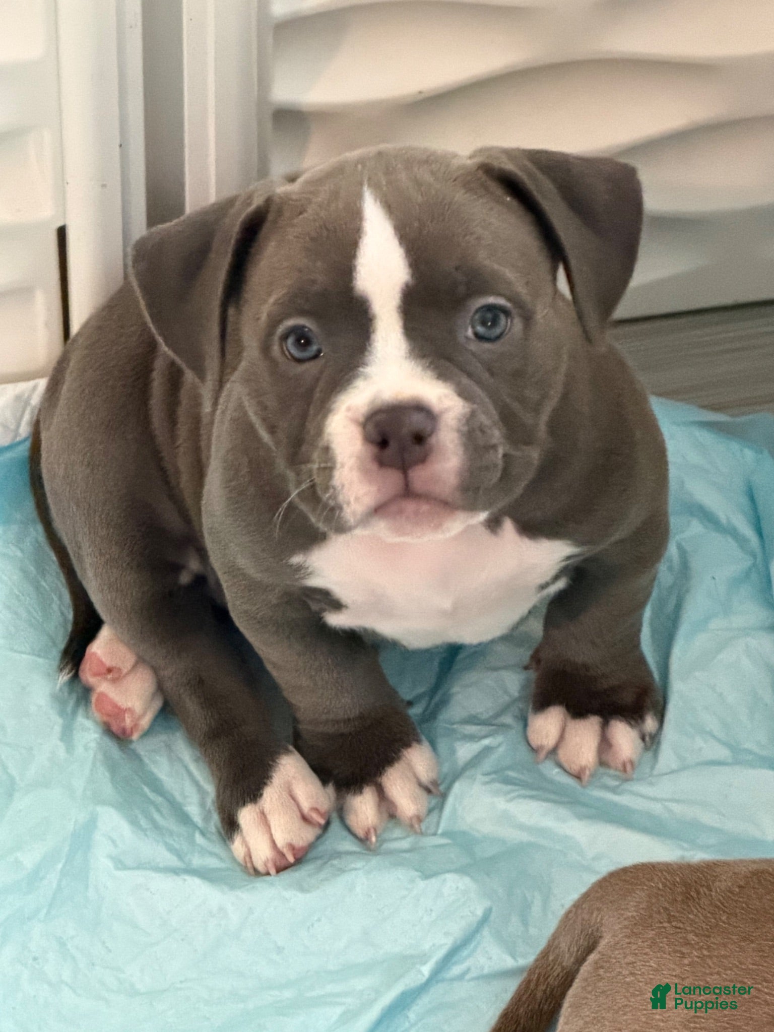American Bully dogs American Bully 3 - Ad 8