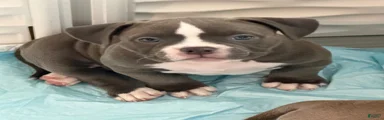 American Bully 3