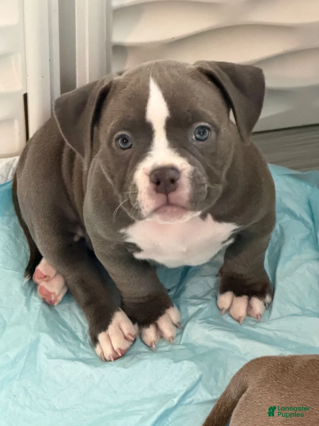 American Bully dogs for sale: American Bully 3 - Ad 1