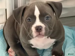 American Bully dogs American Bully 3 - Ad 8