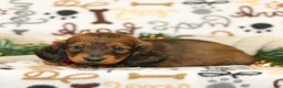 Miniature Dachshund dogs for sale: Ike - Ad 2