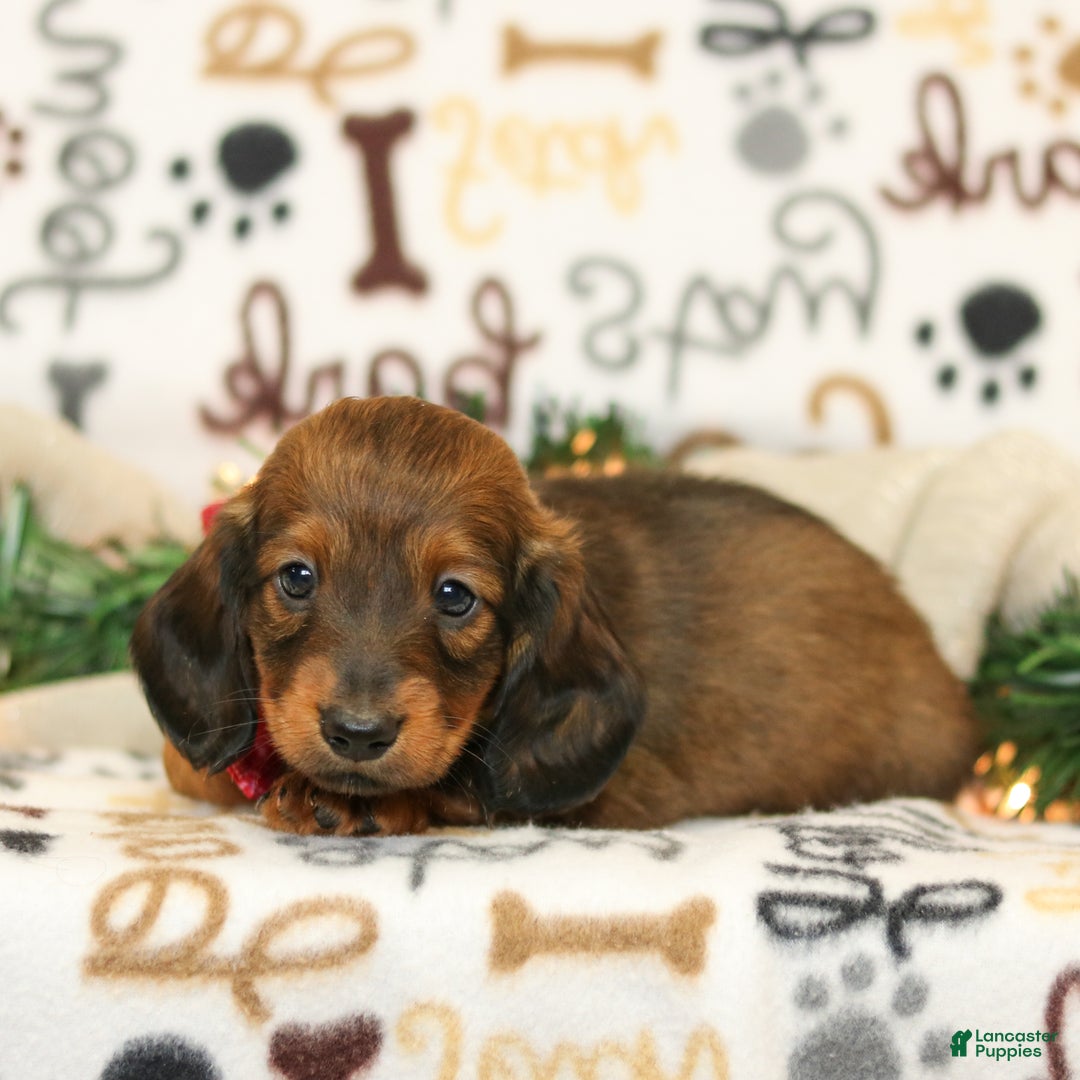 Miniature Dachshund dogs for sale: Ike - Ad 2
