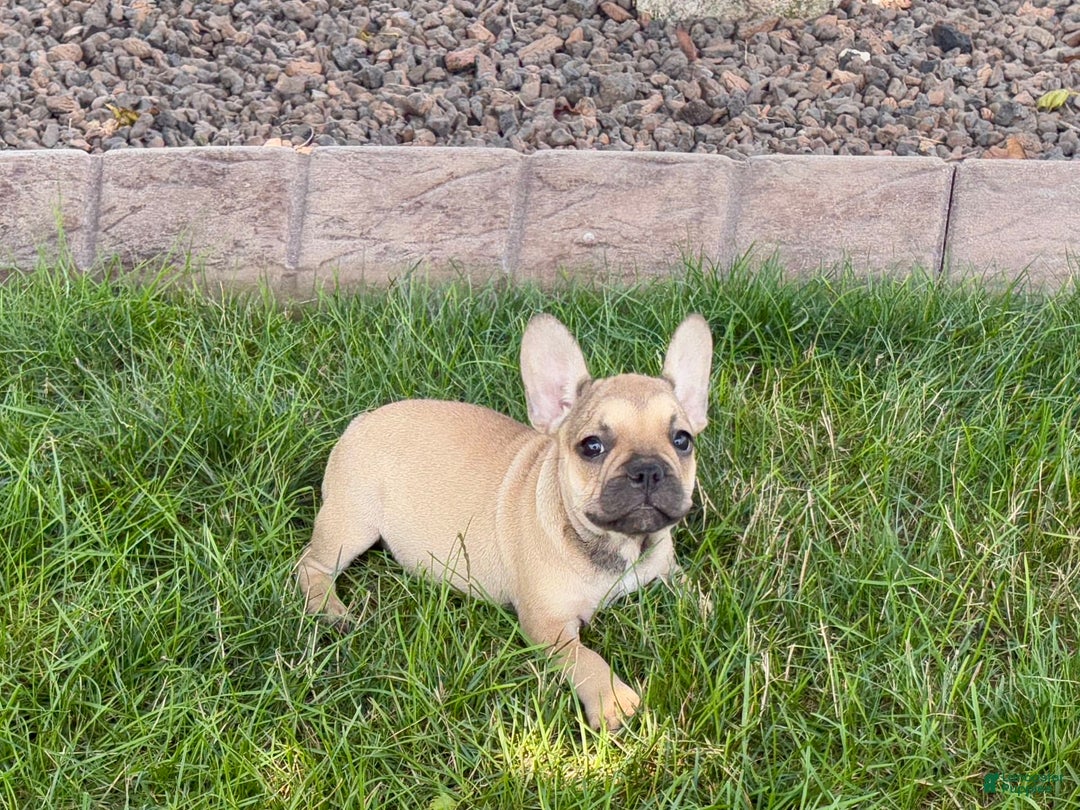 French Bulldog dogs for sale: Sandy - Ad 2