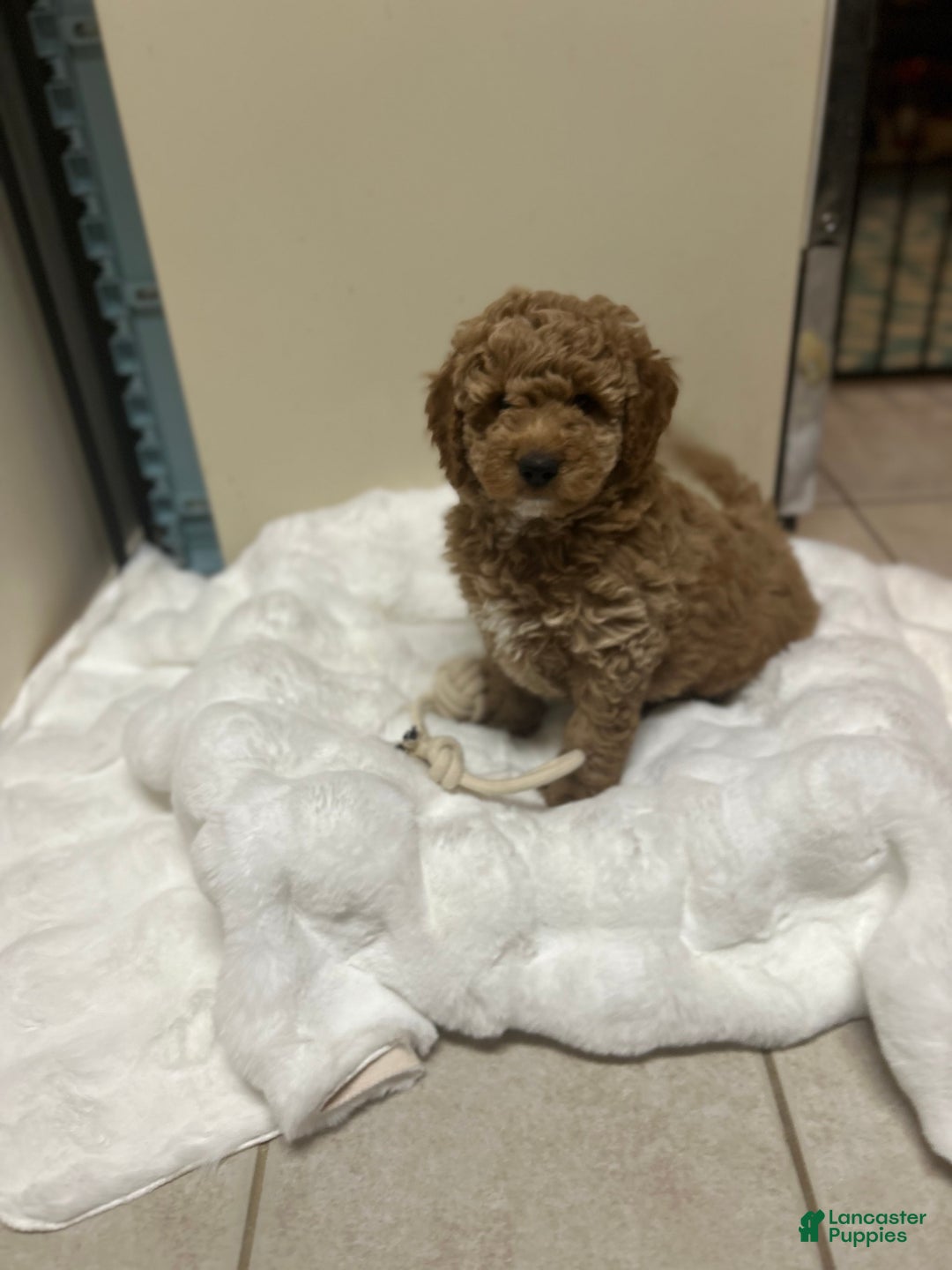 Mini Goldendoodle dogs for sale: Mini Goldendoodle Puppy Frosty  - Ad 3