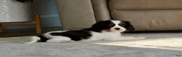 Cavalier King Charles Spaniel dogs for sale: Oakley - Ad 5