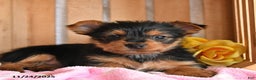 Yorkshire Terrier dogs for sale: Hickory - Ad 4