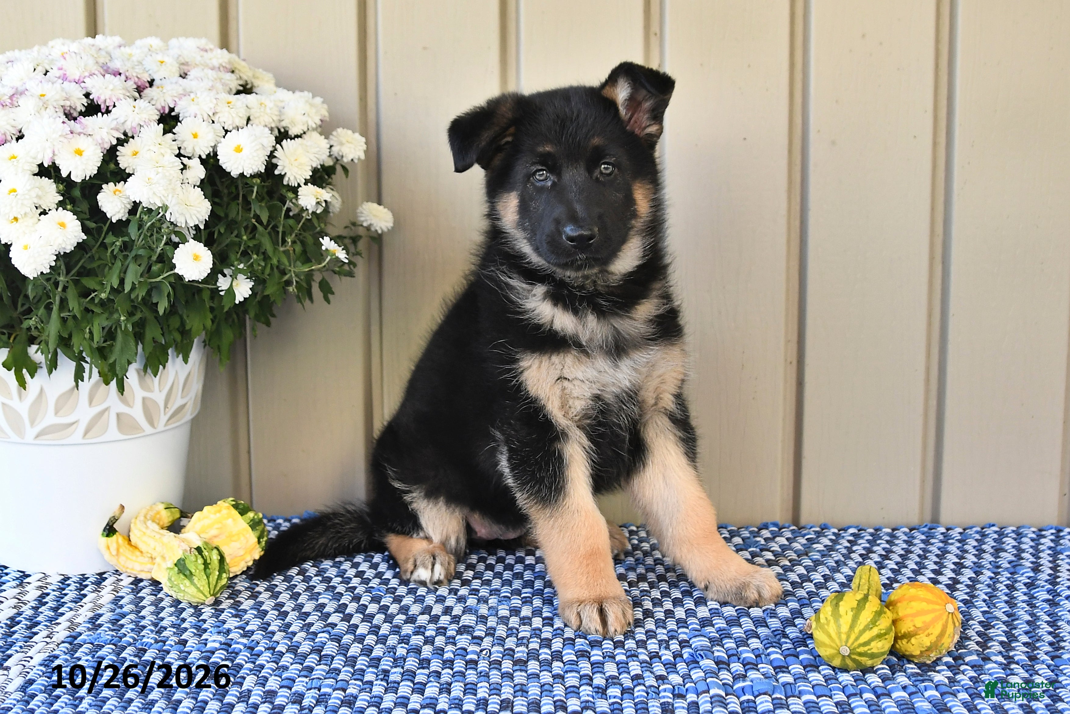 German Shepherd dogs for sale: Marla - Ad 2