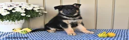 German Shepherd dogs for sale: Marla - Ad 2