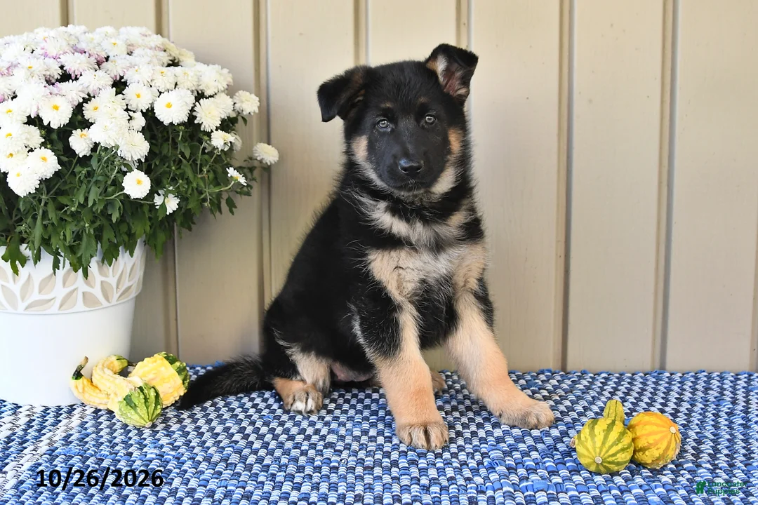 German Shepherd dogs for sale: Marla - Ad 2