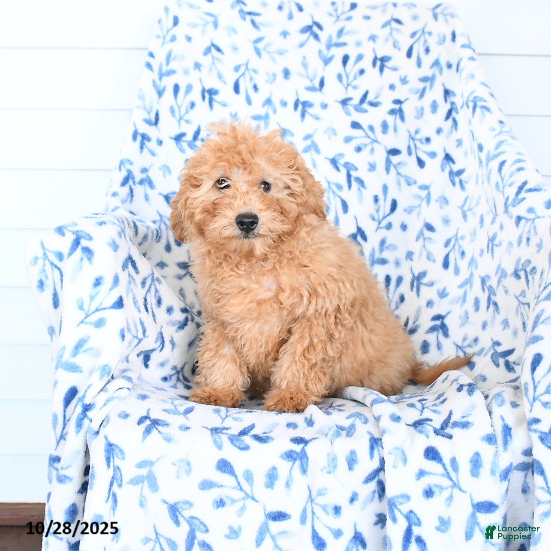 Mini Goldendoodle dogs for sale: Hershey - Ad 2