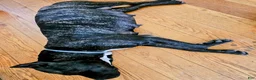Presa Canario dogs for sale: Mr Neon  - Ad 58