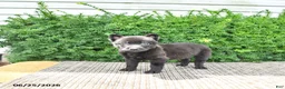 Mixed Breed dogs for sale: Alice - Ad 3